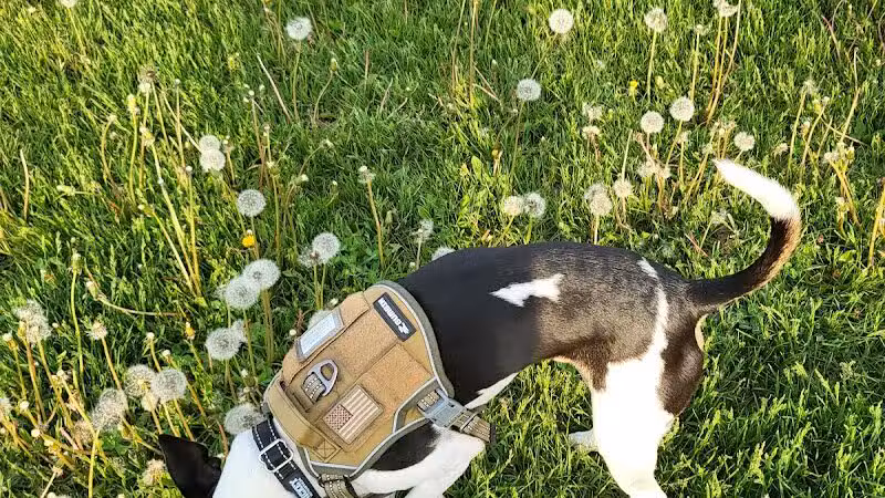Coldwater dog park - Coldwater, MI
