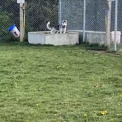 Public dog park - Coldwater, MI