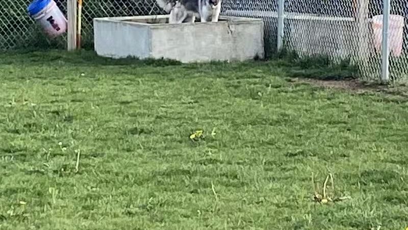 Public dog park - Coldwater, MI