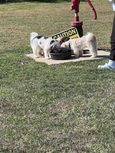 Public dog park - Coldwater, MI