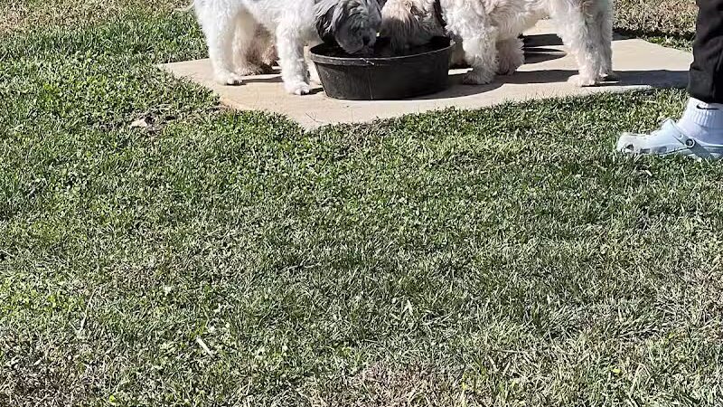 Public dog park - Coldwater, MI