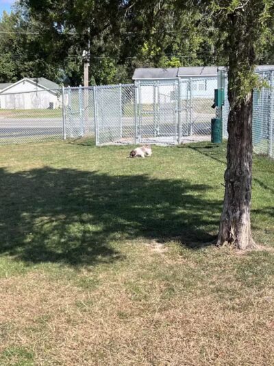 Public dog park - Coldwater, MI