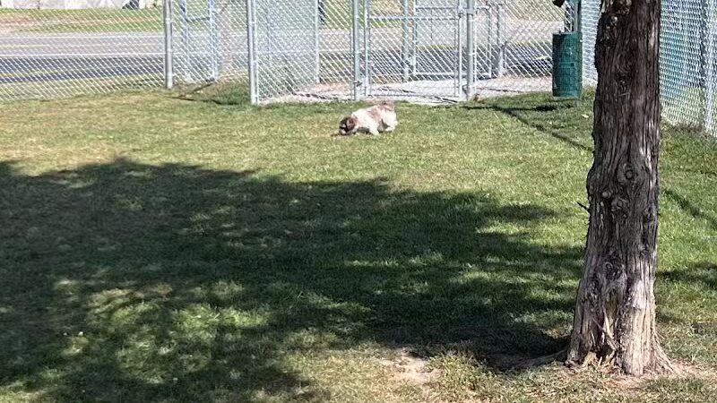 Public dog park - Coldwater, MI