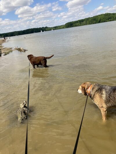 Hueston Woods Dog Beach - College Corner, OH