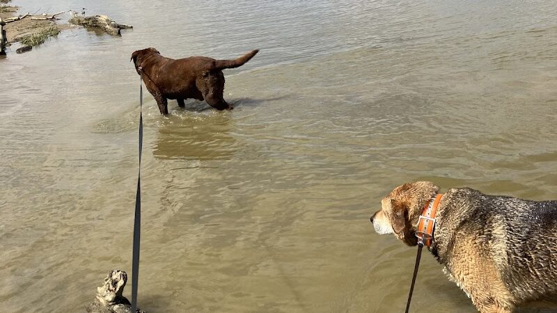 Hueston Woods Dog Beach - College Corner, OH