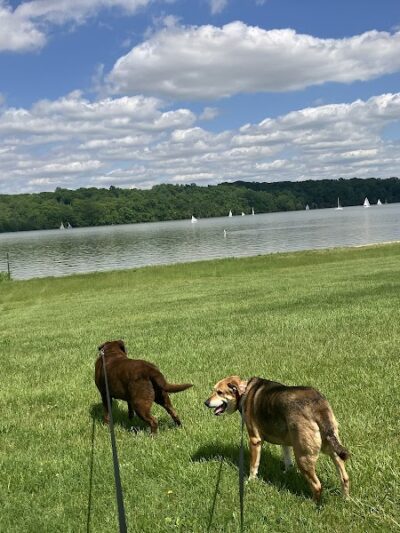 Hueston Woods Dog Beach - College Corner, OH