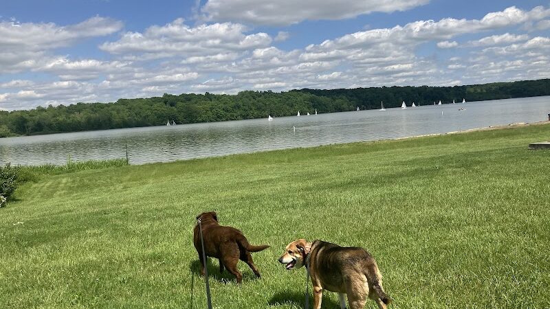 Hueston Woods Dog Beach - College Corner, OH
