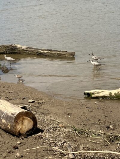 Hueston Woods Dog Beach - College Corner, OH