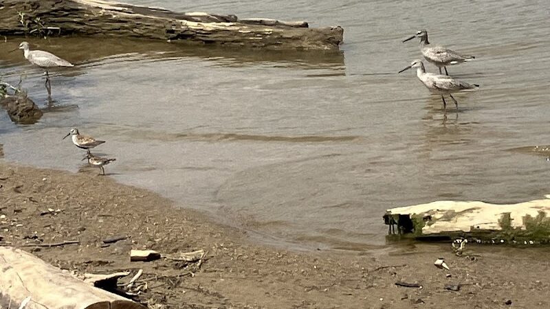 Hueston Woods Dog Beach - College Corner, OH