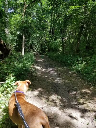 Hueston Woods State Park - College Corner, OH