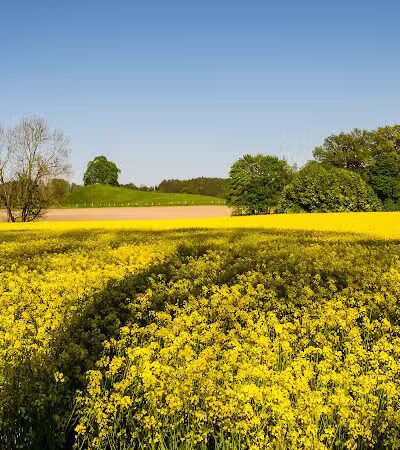 Mutts on Main Dog Park Members Only - Collinsville, IL