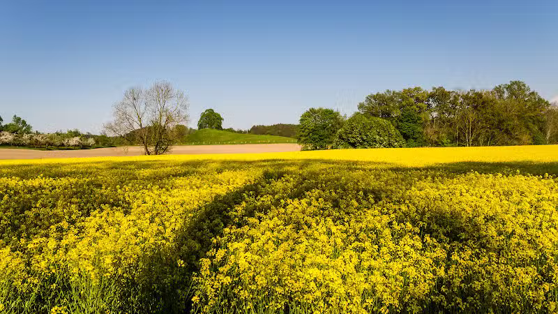 Mutts on Main Dog Park Members Only - Collinsville, IL