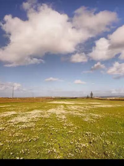 Mutts on Main Dog Park Members Only - Collinsville, IL