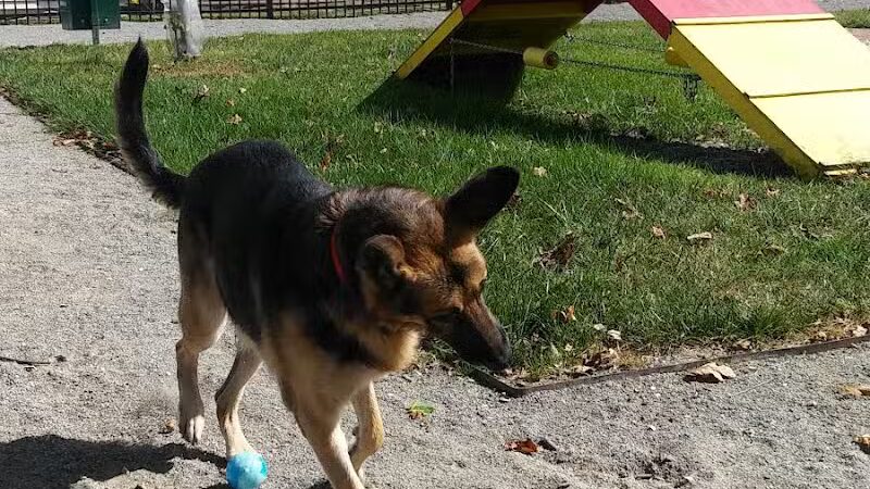 Mutts on Main Dog Park Members Only - Collinsville, IL