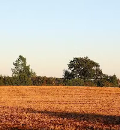 Mutts on Main Dog Park Members Only - Collinsville, IL
