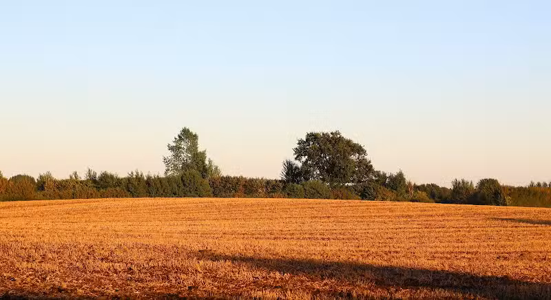 Mutts on Main Dog Park Members Only - Collinsville, IL