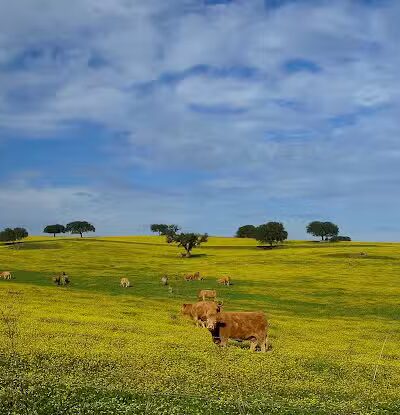 Mutts on Main Dog Park Members Only - Collinsville, IL