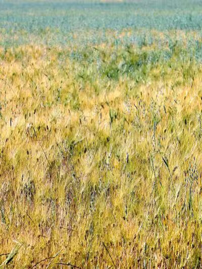 Mutts on Main Dog Park Members Only - Collinsville, IL