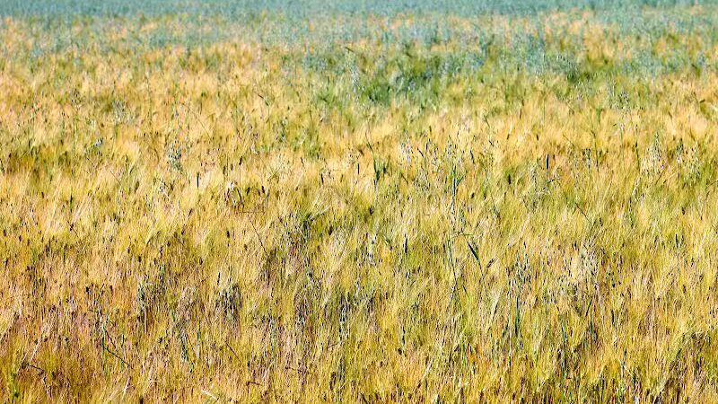 Mutts on Main Dog Park Members Only - Collinsville, IL