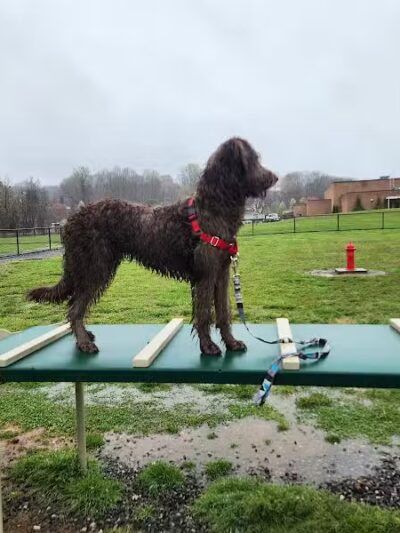 Collinsville Dog Park - Collinsville, VA