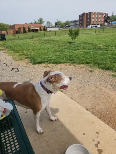Collinsville Dog Park - Collinsville, VA