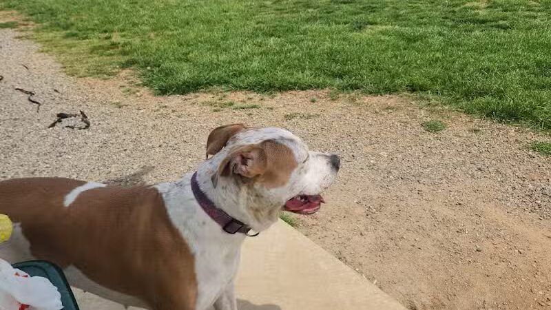 Collinsville Dog Park - Collinsville, VA