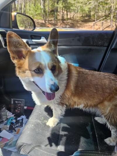 Collinsville Dog Park - Collinsville, VA