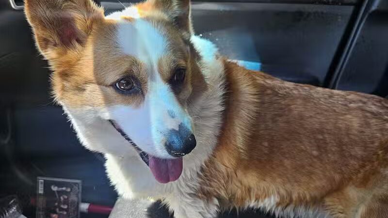 Collinsville Dog Park - Collinsville, VA