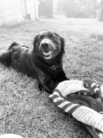 Collinsville Dog Park - Collinsville, VA