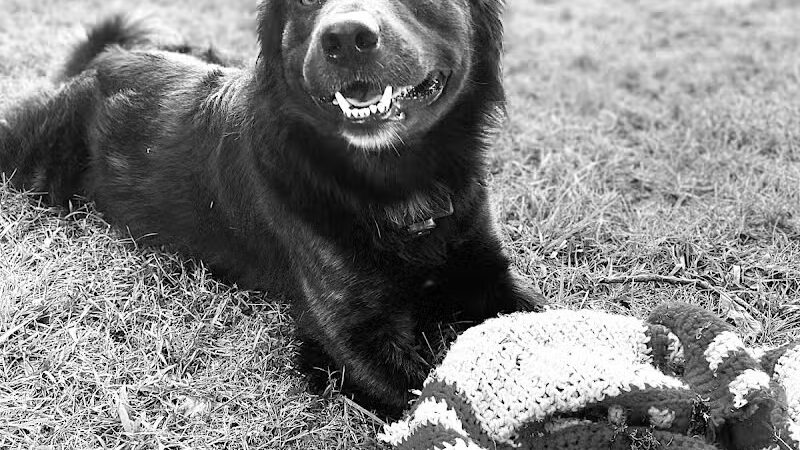 Collinsville Dog Park - Collinsville, VA