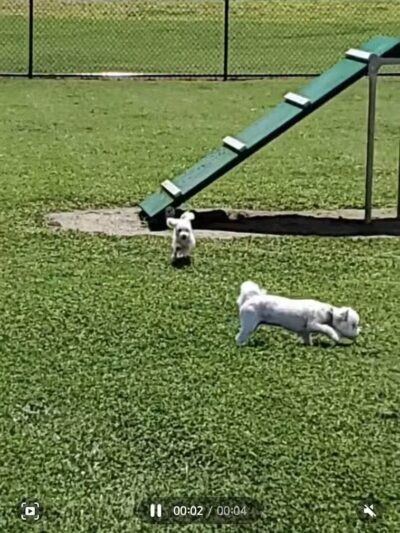 Collinsville Dog Park - Collinsville, VA