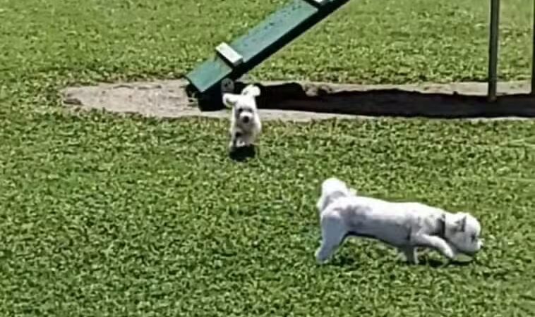 Collinsville Dog Park - Collinsville, VA