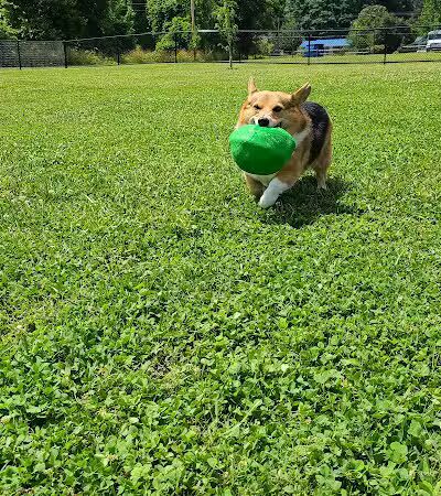 Collinsville Dog Park - Collinsville, VA