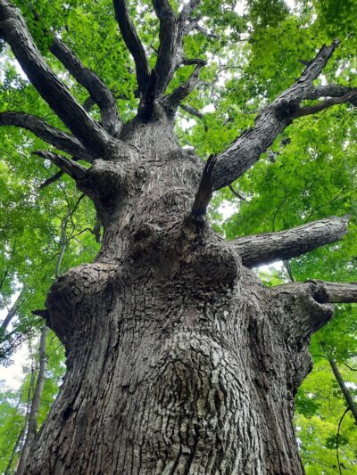 Columbia Reservation - Columbia Station, OH