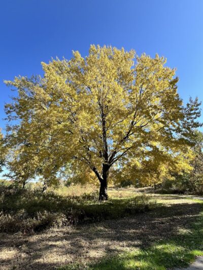 Dorlon Reservation - Columbia Station, OH