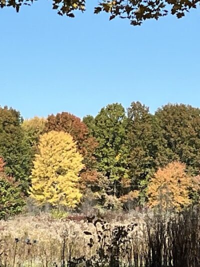Dorlon Reservation - Columbia Station, OH