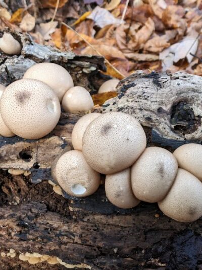 Oxbow Trail, Columbia Reservation - Lorain County Metro Parks - Columbia Station, OH