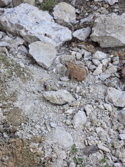 Sundaes Park - Columbia Station, OH