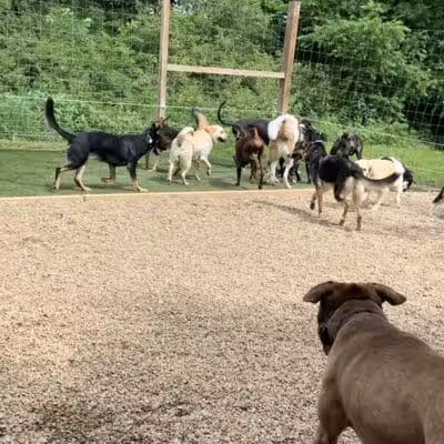 Camelot Canine - Columbiana, OH
