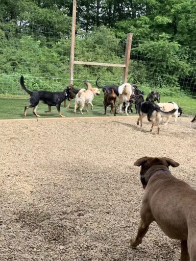 Camelot Canine - Columbiana, OH