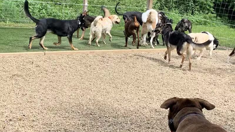 Camelot Canine - Columbiana, OH