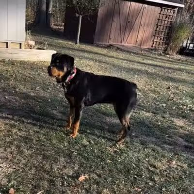 Camelot Canine - Columbiana, OH