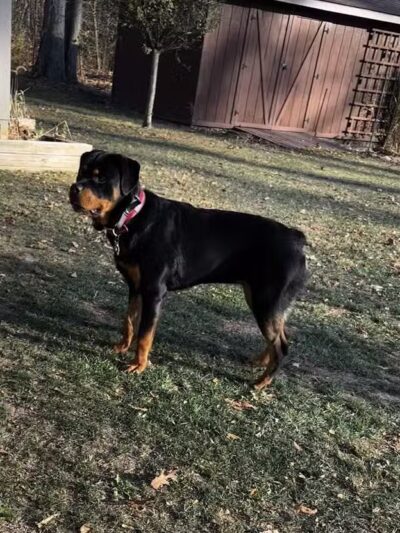 Camelot Canine - Columbiana, OH