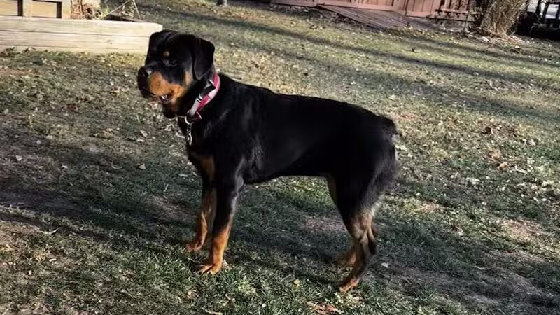 Camelot Canine - Columbiana, OH