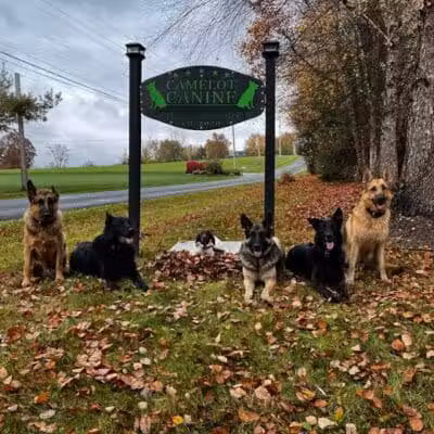 Camelot Canine - Columbiana, OH