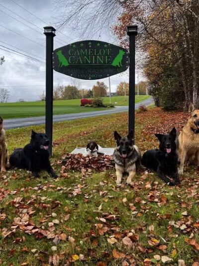 Camelot Canine - Columbiana, OH