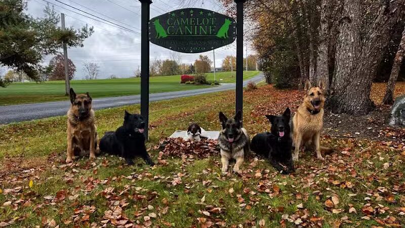 Camelot Canine - Columbiana, OH