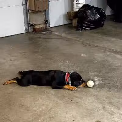 Camelot Canine - Columbiana, OH