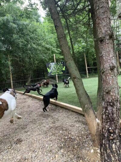 Camelot Canine - Columbiana, OH