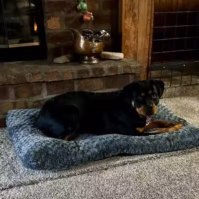 Camelot Canine - Columbiana, OH